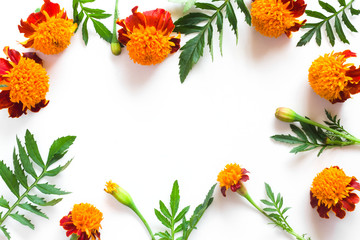 Frame of beautiful orange marigolds on a white background. Natural floral background