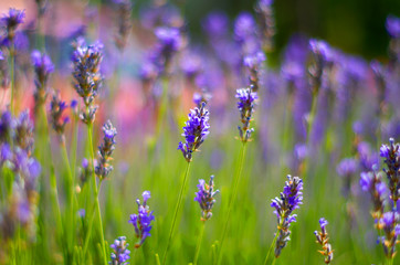 Obraz premium Wild flowers of lavender and butterfly in a meadow in nature in the rays of sunlight in summer or spring. Close-up of a macro. A picturesque colorful artistic image with a soft focus