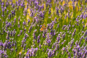 Wild flowers of lavender and butterfly in a meadow in nature in the rays of sunlight in summer or spring. Close-up of a macro. A picturesque colorful artistic image with a soft focus