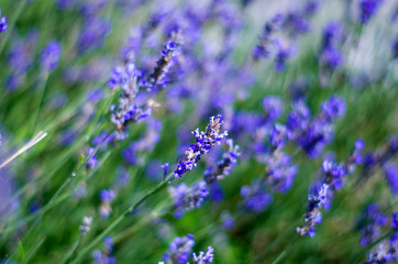 Fototapeta premium Wild flowers of lavender and butterfly in a meadow in nature in the rays of sunlight in summer or spring. Close-up of a macro. A picturesque colorful artistic image with a soft focus