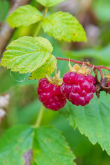 Ripe red raspberries ripen on the Bush in summer