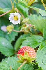 Red ripe strawberries grow in the garden in the summer