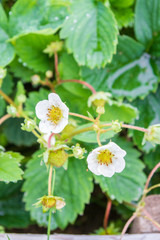 White strawberry flowers on a bed of strawberries in summer