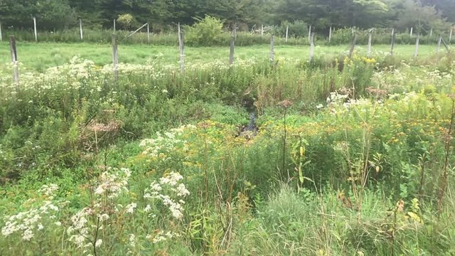 Summer field with flowers, stream, and mumble bee