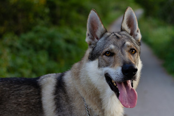 Czechoslovakian wolf dog