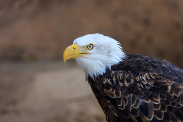 Obraz premium american bald eagle (haliaeetus leucocephalus)