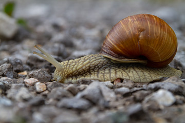 snail slow