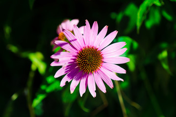 Obraz premium flower faces