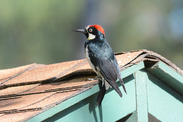 An Acorn Woodpecker, Melanerpes formicivorus, perched on a shed roof top.