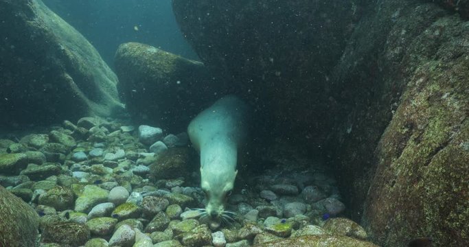 Californian sea lion (Zalophus californianus) swimming and playing in the reefs of los islotes in Espiritu Santo island at La paz,The world's aquarium. Baja California Sur,Mexico.