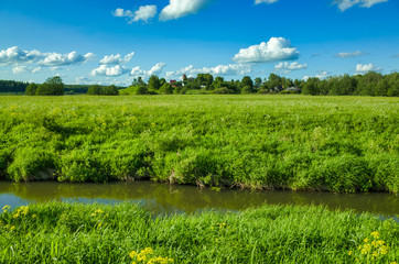 Fototapeta premium Sunny day, clear sky, meadows and vegetation. Peksha River. Nature in the summer. Aleksino village in the Vladimir region, Russia