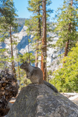 Lone Chipmunk Posing in Yosemite National Park