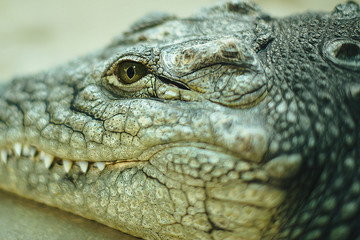 Crocodile. Close-up