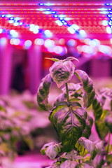 Special LED lights belts above basil herb in aquaponics system combining fish aquaculture with...