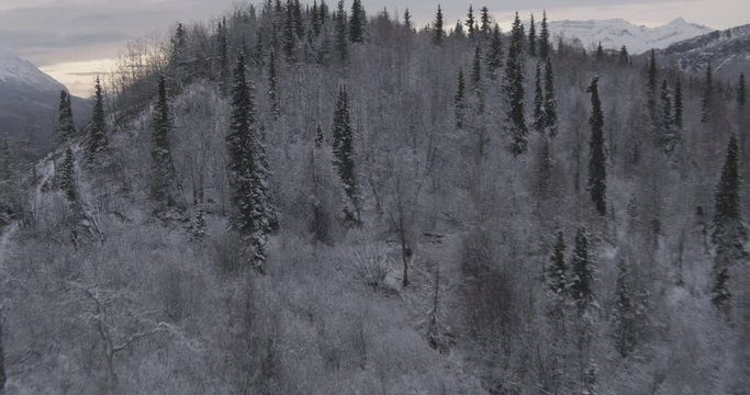 Aerial helicopter shot over a hilltop with snowy, barren trees, drone footage