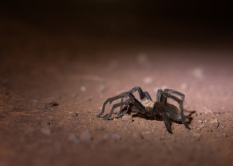  Arizona Blond Tarantula Pool
