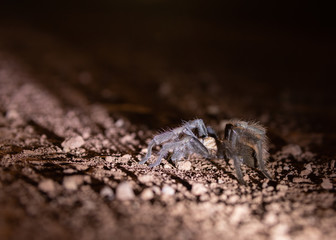An Arizona blond tarantula casting a long shadow across bare dirt on a dark night
