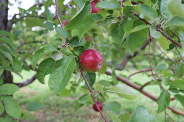 red apples on tree