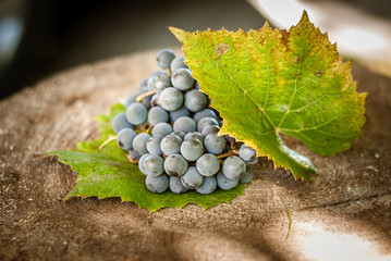 Ripe fruit of red grape on an old tree stump. Shallow depth of field.