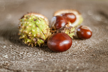 Autumn chestnut fruits in shell on an old tree stump. Shallow depth of field.