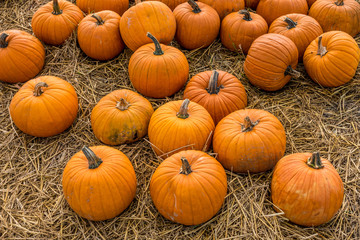 Frisch geerntete Kürbisse zu verkaufen