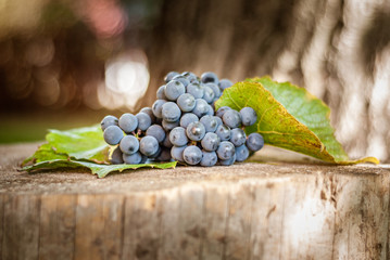 Ripe fruit of red grape on an old tree stump. Shallow depth of field.