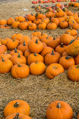 Frisch geerntete Kürbisse zu verkaufen