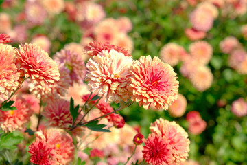 Orange flowering chrysanthemums on a flowerbed in the garden.
