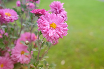 Beautiful, delicate, blooming, pink flowers chrysanthemums in the autumn day in the garden.