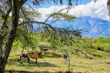 Landscape between Barichara and Guane.