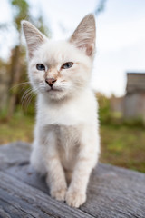 Funny, cute kitten with blue eyes sits thoughtfully on a wooden bench.