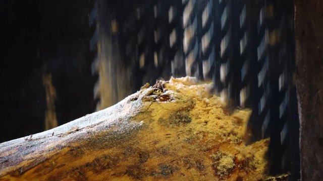 Pile of wood cutting scobs doing Wooden sawdust close-up