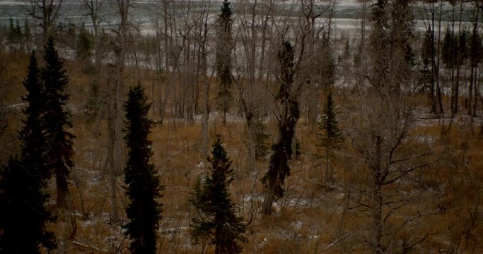 Aerial helicopter shot, circle around and zoom in on bull moose and female moose in clearing of snowy barren forest with pines, drone footage