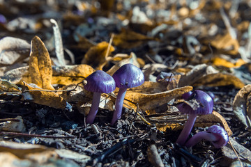 purple mushroom (lat.cortinarius iodes) among yellow leaves in the forest