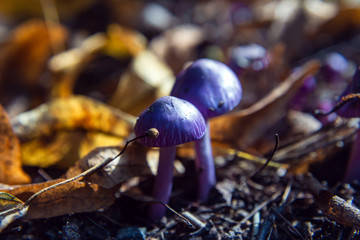 purple mushroom (lat.cortinarius iodes) among yellow leaves in the forest