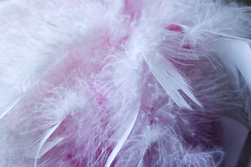 background of beautiful soft pink feathers