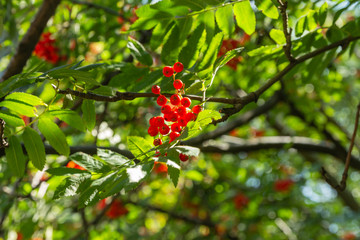 red mountain ash (lat. Sorbus aucuparia) with green leaves in summer 