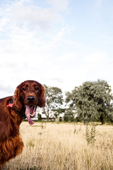 Red Irish Setter on a walk in a park. 