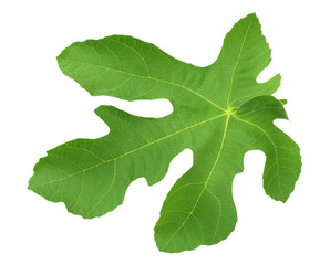 fig leaf isolated on a white background