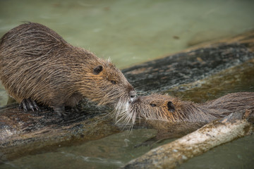 Two cute nutrias kissing in the water