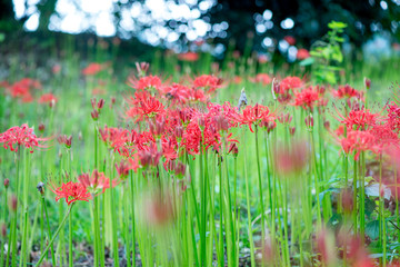 七ツ森古墳の彼岸花