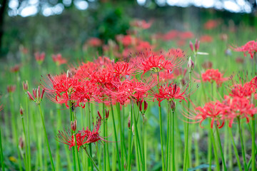 七ツ森古墳の彼岸花