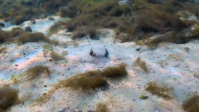 Front view of a small Atlantic Stingray (Dasyatis sabina) as it digs itself into the sand. Though non-aggressive, its tail is equipped with a venomous barb it can use for self-defense.