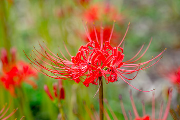 七ツ森古墳の彼岸花