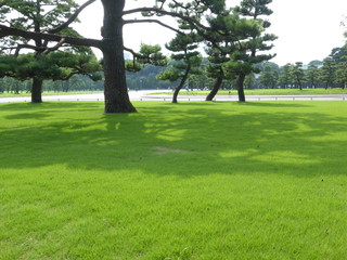 Fototapeta premium 皇居外苑のさえわたる緑の芝生