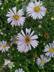 Obraz premium field of daisies