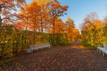 Golden autumn in Pushkin, Catherine park, Saint-Petersburg, Russia.