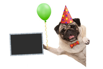 frolic smiling birthday party pug dog, with balloon and hat decoration holding blank blackboard...