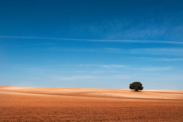 &Aacute;rbol solitario