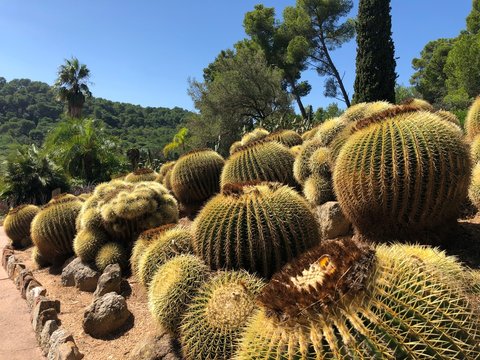 Pinya de Rosa